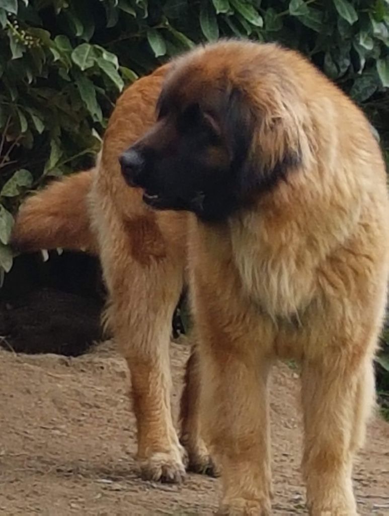 Mariage RUBY-MONTANA avec PANTHEON 