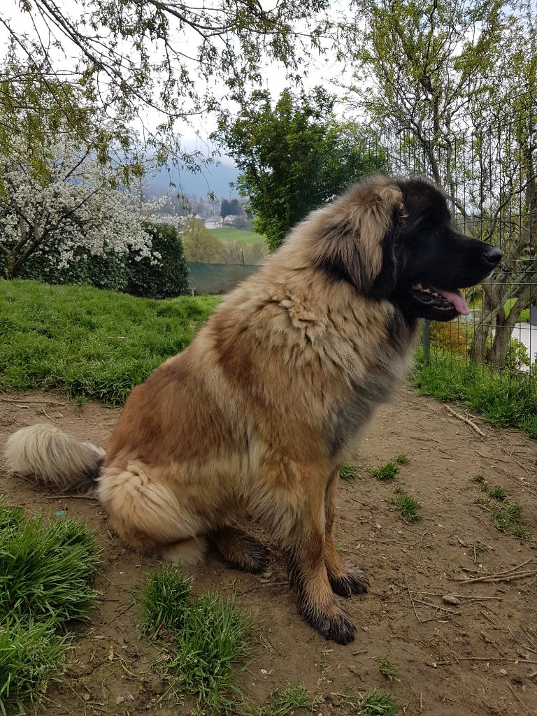 Mariage SHELBY-MONTANA avec RODIN