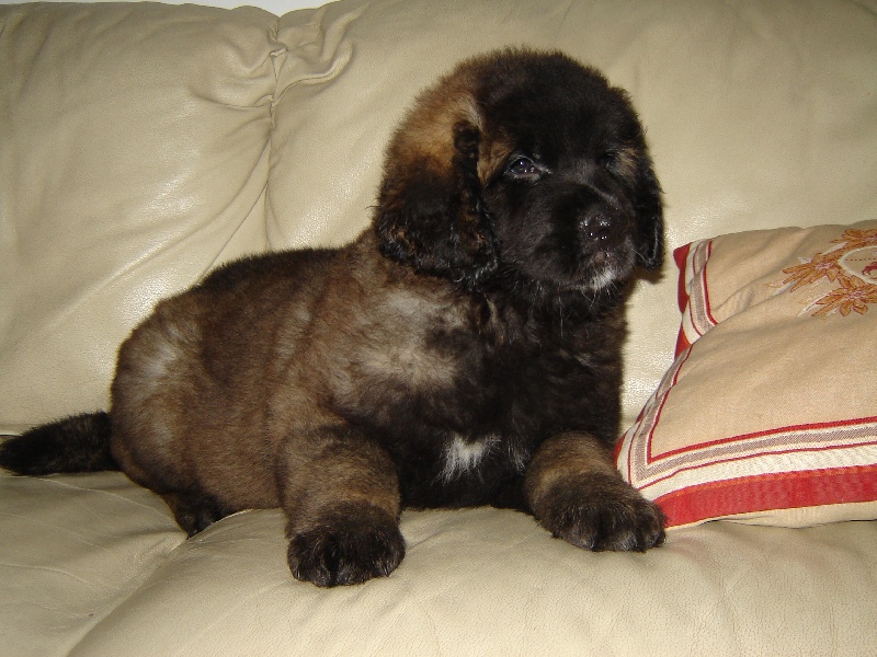 Chiots 
