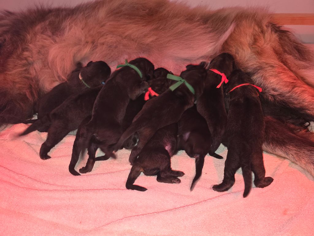 De la forêt d'oxalis - Chiots disponibles - Leonberger