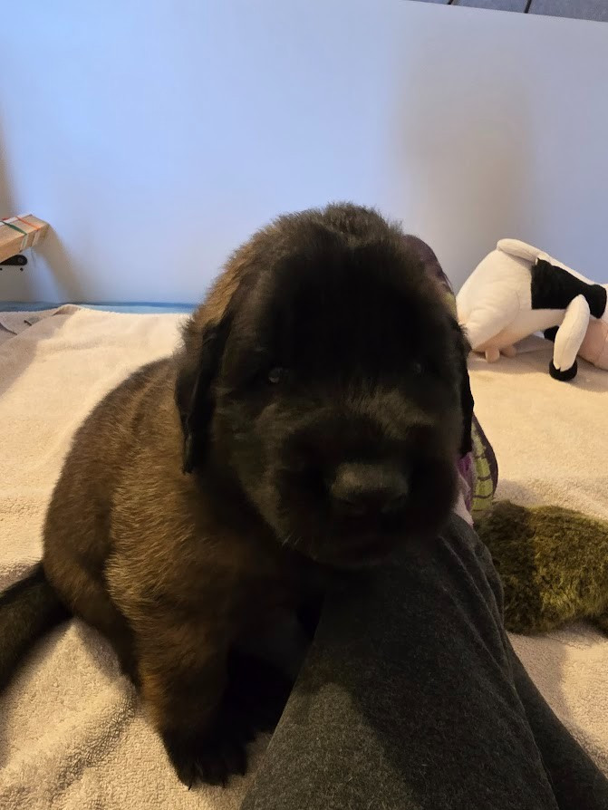 De la forêt d'oxalis - Leonberger - Portée née le 23/12/2025